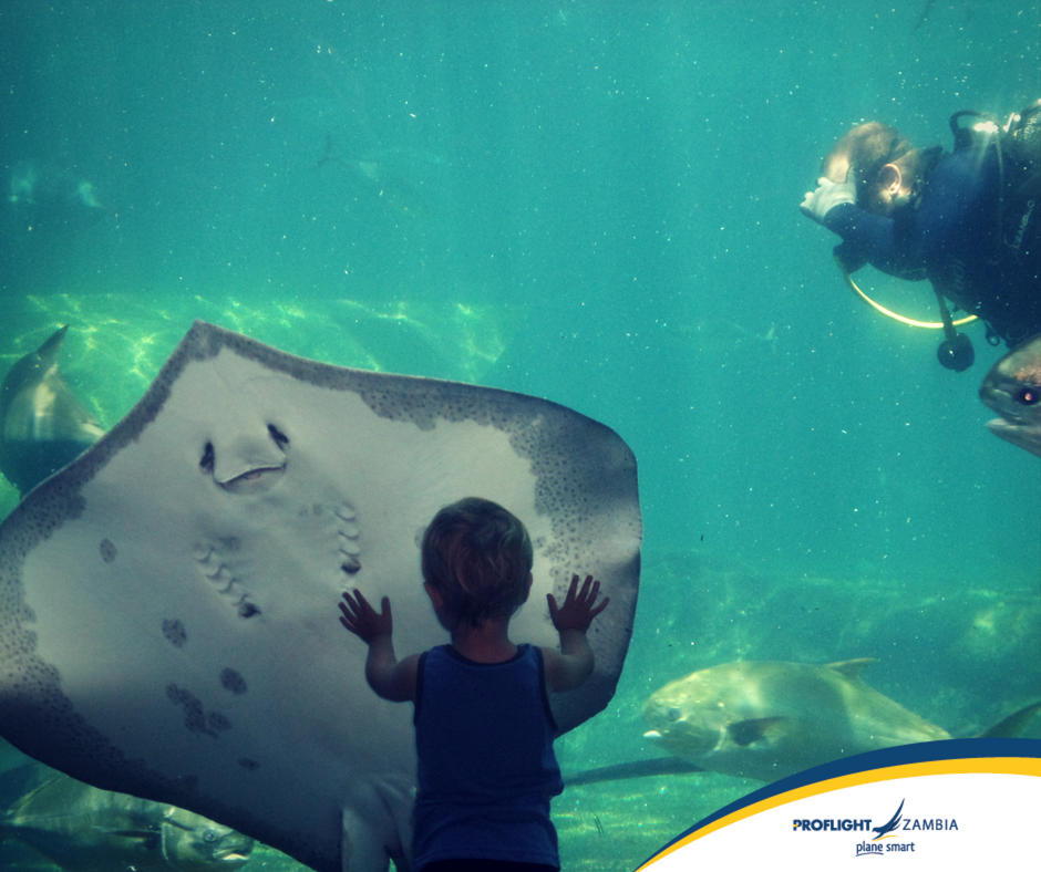 proflightzambia's tweet photo. Fly #ProflightDurban. Endless fun and excitment!

Book now at https://t.co/qnG9fqIiyx or call +260 977 33 55 63.
#PlaneSmart
#Durban
#ProConnections https://t.co/9Goy7KvABv