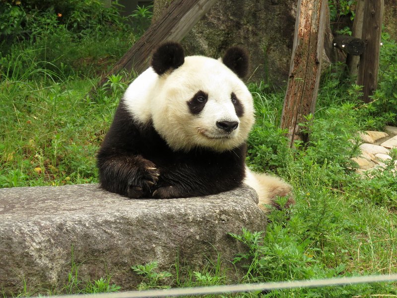 パンダスプン🐼水曜定休日12時~17時営業 tweet media