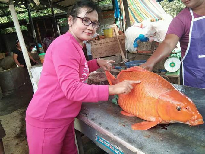 Penampakan Ikan  Mas  Raksasa yang Dikait kaitkan Dengan 