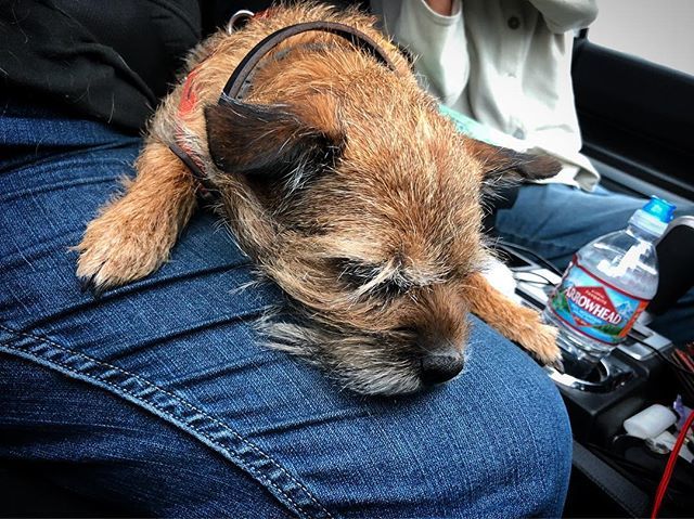 Bella the Border Terrier takes a nap on a long car ride. She needs her beauty rest! #borderterriersofinstagram #borderterrier #borderterrierguru #borderterrierlove #instahappy #dogsofinstagram #doglover #cute #dogs #makememories ift.tt/2taGIgT