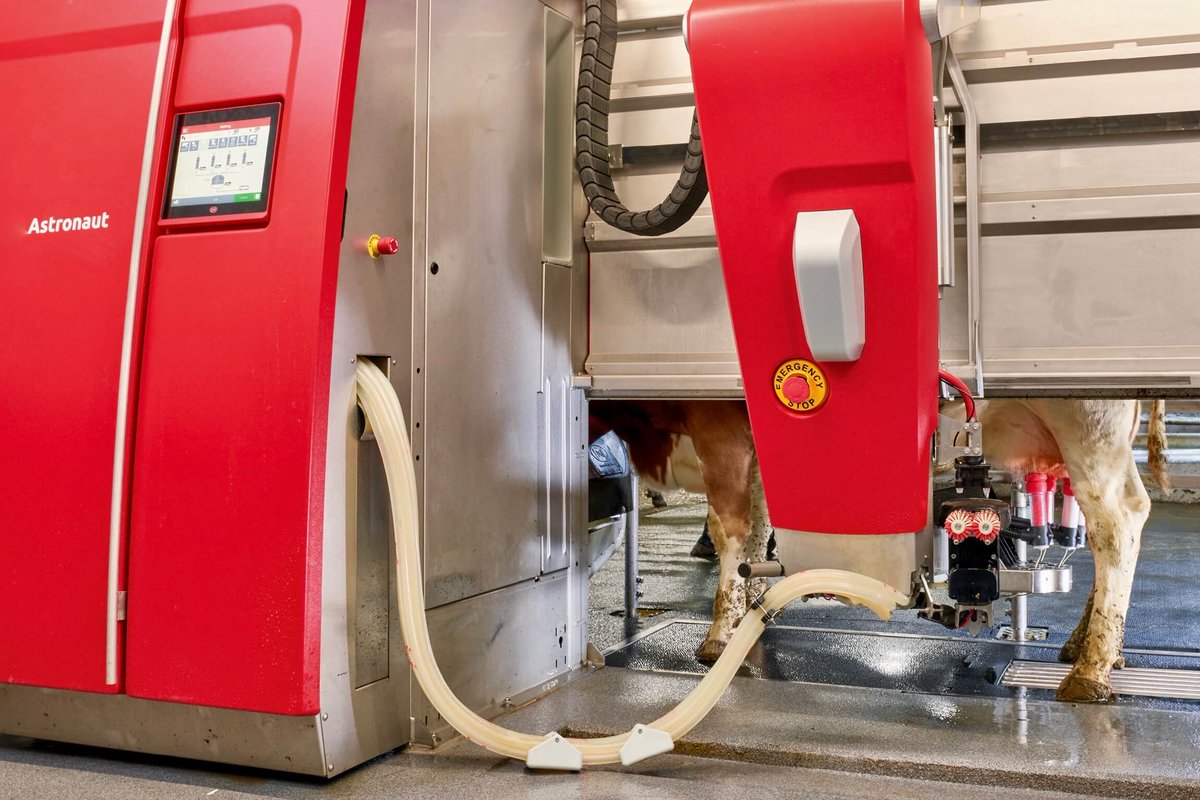 diegruene_agrar's tweet image. #Melkroboter werden immer kompakter und bei ihnen laufen immer mehr Daten zusammen. Wann und für wen lohnt sich die Anschaffung eines Melkroboters, der immerhin 120&apos;000 bis 300&apos;000 Franken kostet? «die grüne» präsentiert eine Marktübersicht.