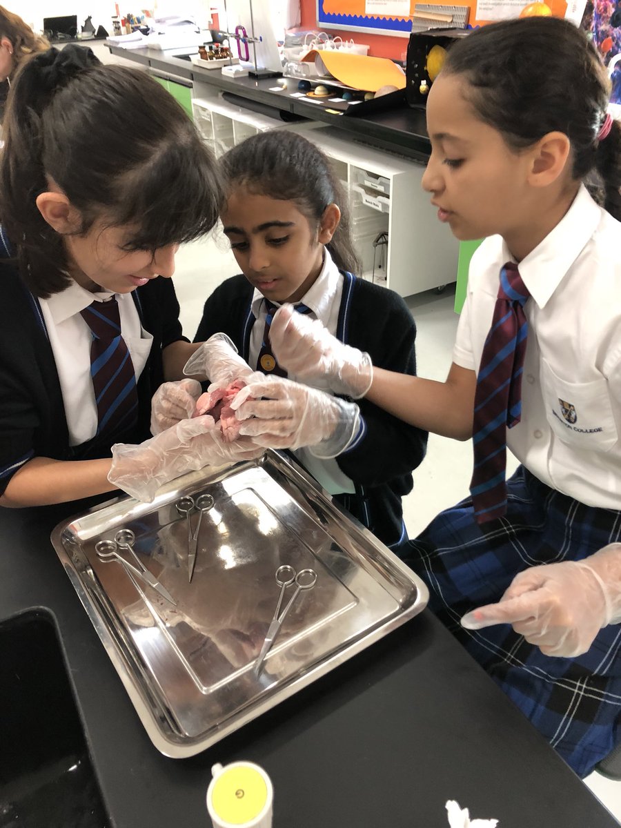 BCADprepscience's tweet photo. Year 6 dissecting hearts and investigating how it works https://t.co/nGHv0mJUDF