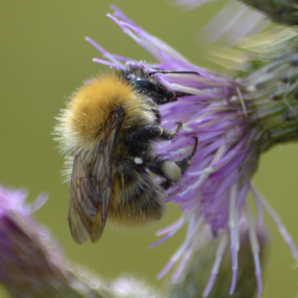 Busy day ahead. . . 
#commoncarder #Rhunahaorine @Bumble_Watching @BumblebeeTrust @BeesBeezine @BeesForDev @Natures_Voice @WildlifeTrusts @WoodlandTrust @Love_Kintyre @ExploreKintyre @ExploreArgyll @Argyll_IslesApp