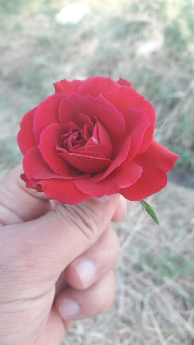 الصباح هو لسان الامل
يخبرنا مازال هنالك متسعا
لنصحح انحناءات الامس!
صباحكم ورد أحبتي..