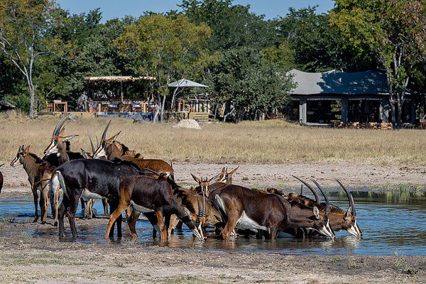 WeAreWilderness's tweet image. #Hwange&apos;s original intimate safari bush camp, Little Makalolo, reopened last week after a rebuild of the main area &amp;amp; a complete interior refurbishment of the 6 tents. It looks spectacular! wilderness-safaris.com/blog/safari-al…
#TravelWithPurpose
@Destination_Zim @zimexperience 
#VisitZimbabwe