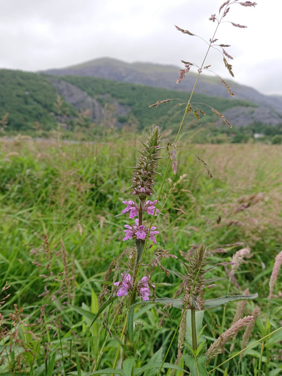 EinCaerDdol's tweet photo. The first marsh woundwort/Briwlys y Gors (Stachys palustris) and marsh ragwort/Creulys y Gors (Jacobaea aquatica) have just started flowering in #CaerDdol. https://t.co/HirOplVgUz