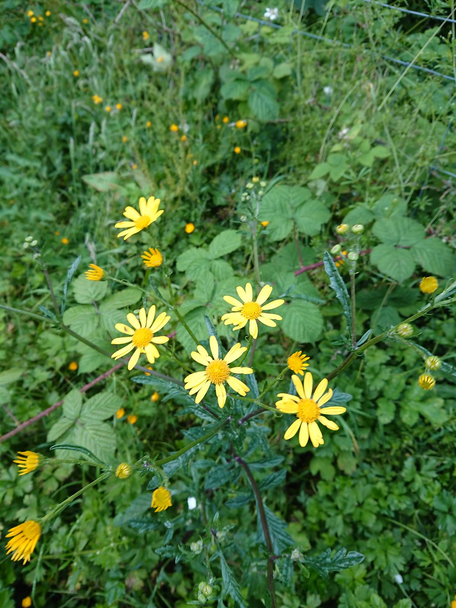 EinCaerDdol's tweet photo. The first marsh woundwort/Briwlys y Gors (Stachys palustris) and marsh ragwort/Creulys y Gors (Jacobaea aquatica) have just started flowering in #CaerDdol. https://t.co/HirOplVgUz