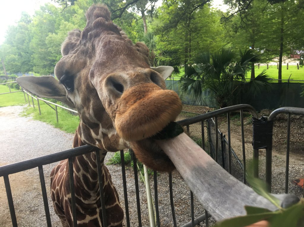Giraffes Tongues Blue