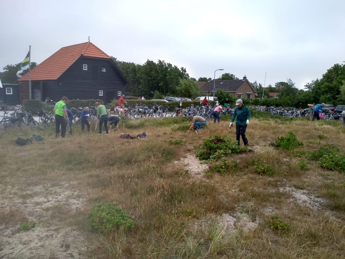 natuuropoerol's tweet image. Lieve bezoekers @OerolFestival, willen jullie ook iets terugdoen voor het eiland? Kom zaterdag 15.00 uur bij de natuurschuur @staatsbosbeheer #handenuitdemouwen #ohrosie #rozig #plukeenroos