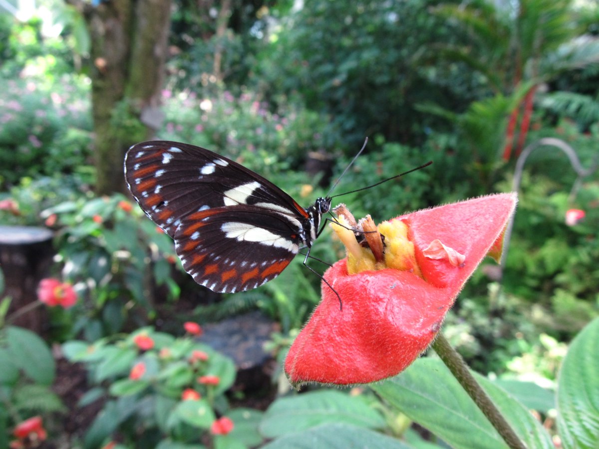 martin_feather's tweet photo. Heliconius atthis, from Ecuador, feeding from the flower of Psychotria poeppigiana in Wings of the Tropics @Fairchildgarden https://t.co/mIwtpYRnEv