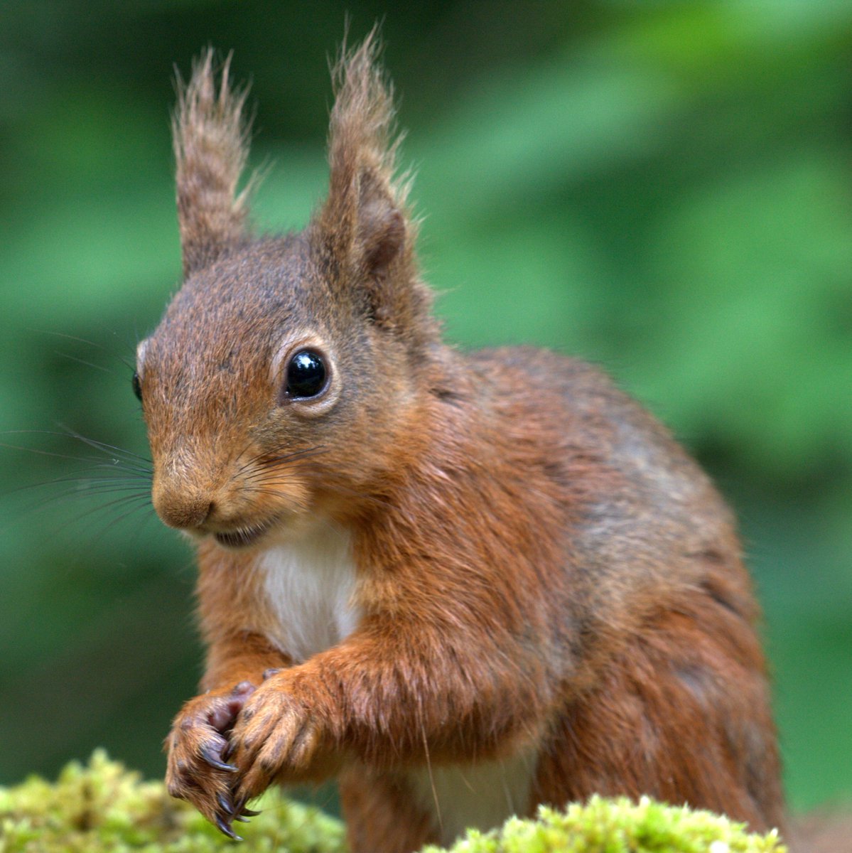 Campaign4Parks's tweet photo. Red squirrels are just one of many iconic species in trouble. Much more needs to be done to see them safe for future generations #summerofbeauty  https://t.co/kVllkz4N4u https://t.co/ziZq3bLErq