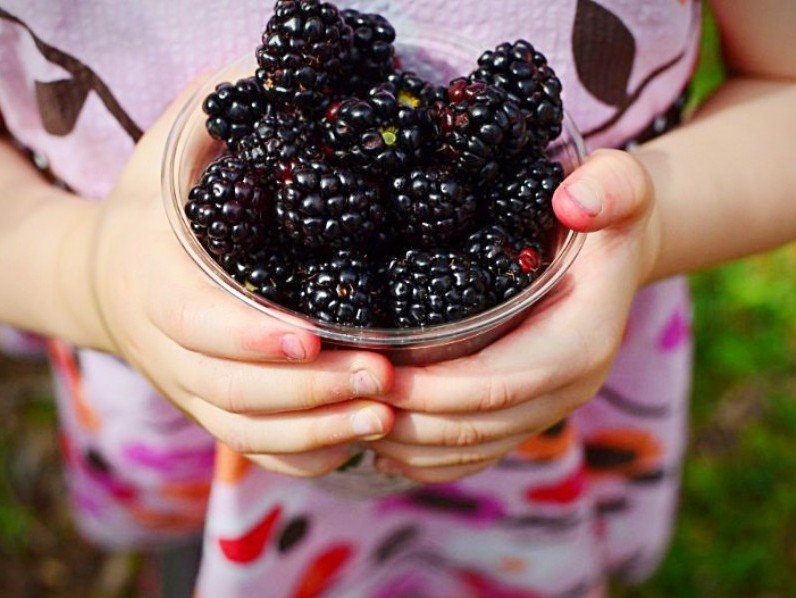 It's National Pollinator Week! In its honor, Irregardless Cafe's Well Fed Community Garden invites you to its 2nd Annual Blackberry Festival on Saturday, June 23 at 4:00 - 8:00 pm, to celebrate and enjoy delicious handpicked blackberries! - mailchi.mp/irregardless/b…