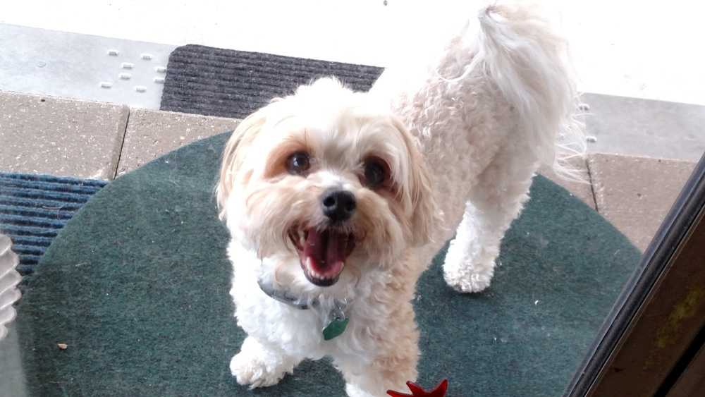 little white dog rescue