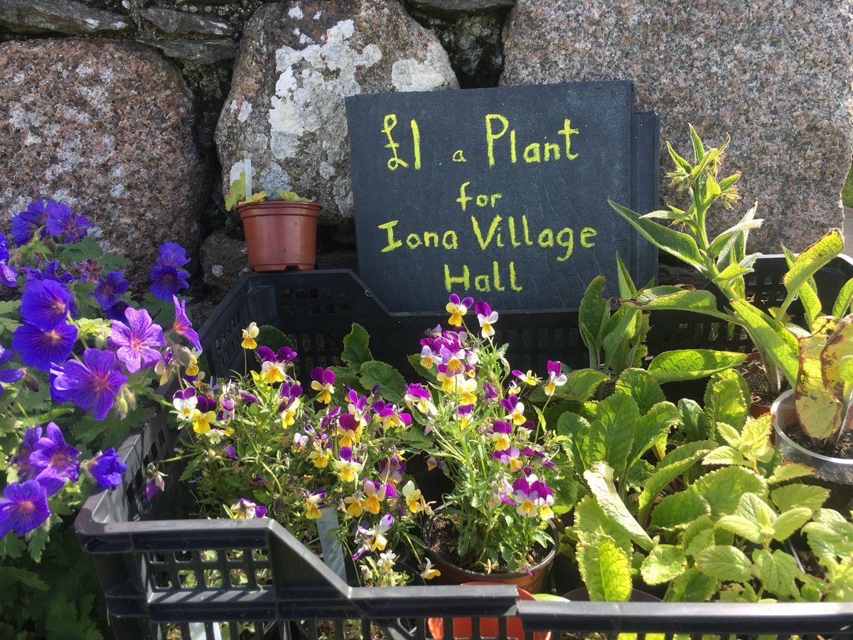 IonaVillageHall's tweet photo. Between the crossroads & the machair gate you will come across this lovely little stall selling plants from Jennyโs beautiful garden #junerosity #belongtoiona #wildflowerhour #ionavillagehall #summerflowers https://t.co/FrBLgfvnuG https://t.co/tYAzrs3tXZ