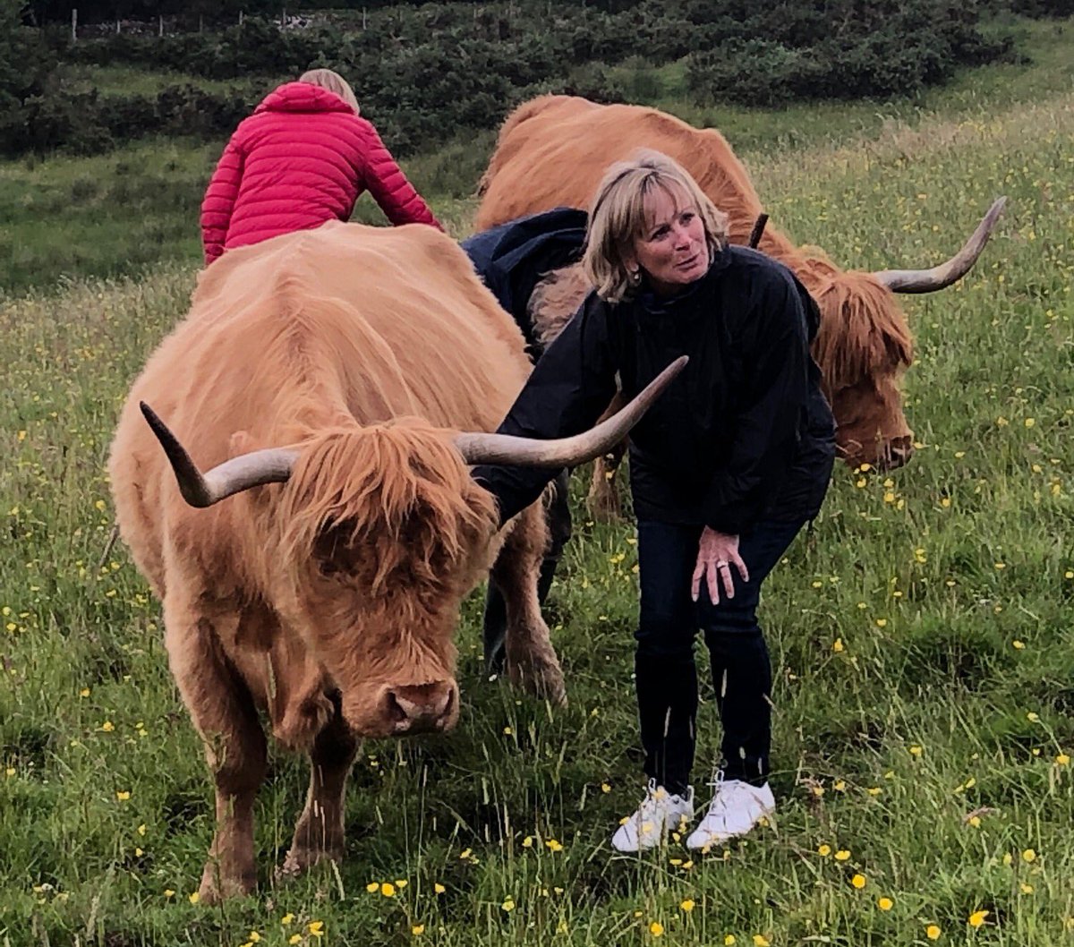 Enjoying a day off the links with a visit to a Highland Cow farm! #PerryGolfTrip #Sightseeing #VisitScotland