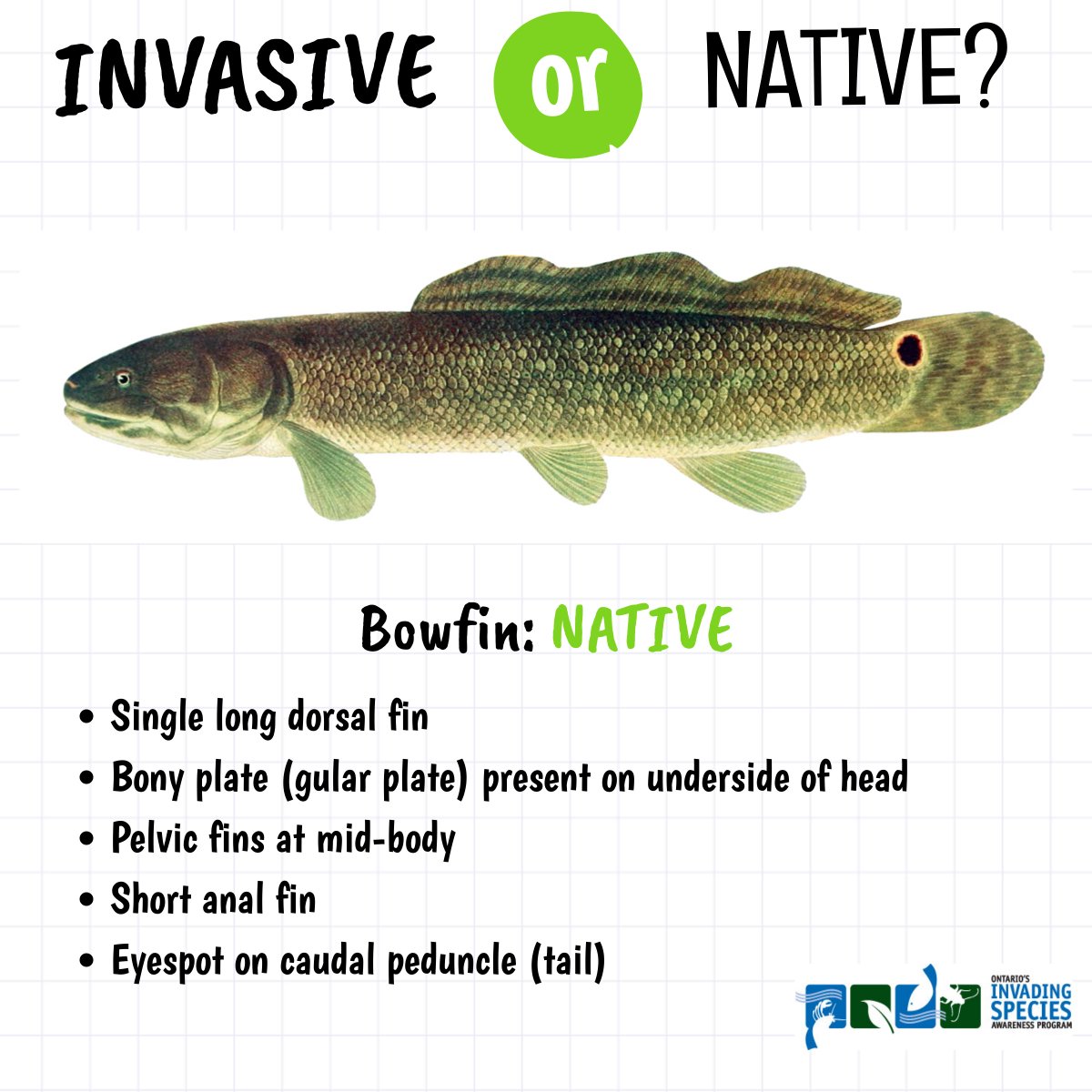 Invading Species Awareness Program Northern Snakehead Are An Invasive