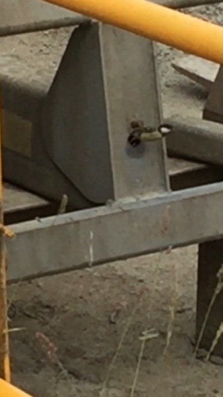 Home sweet home

Loading Shovel lifting beam makes a perfect home for a little finch