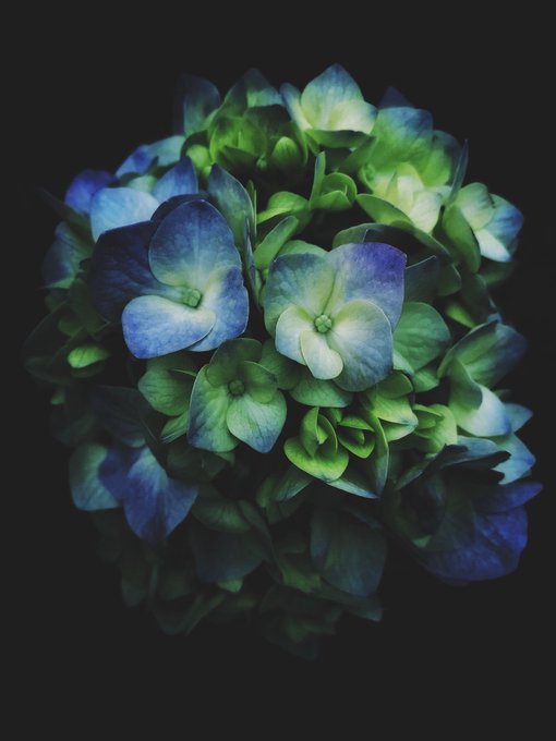 あじさい 高画質 のtwitterイラスト検索結果 古い順