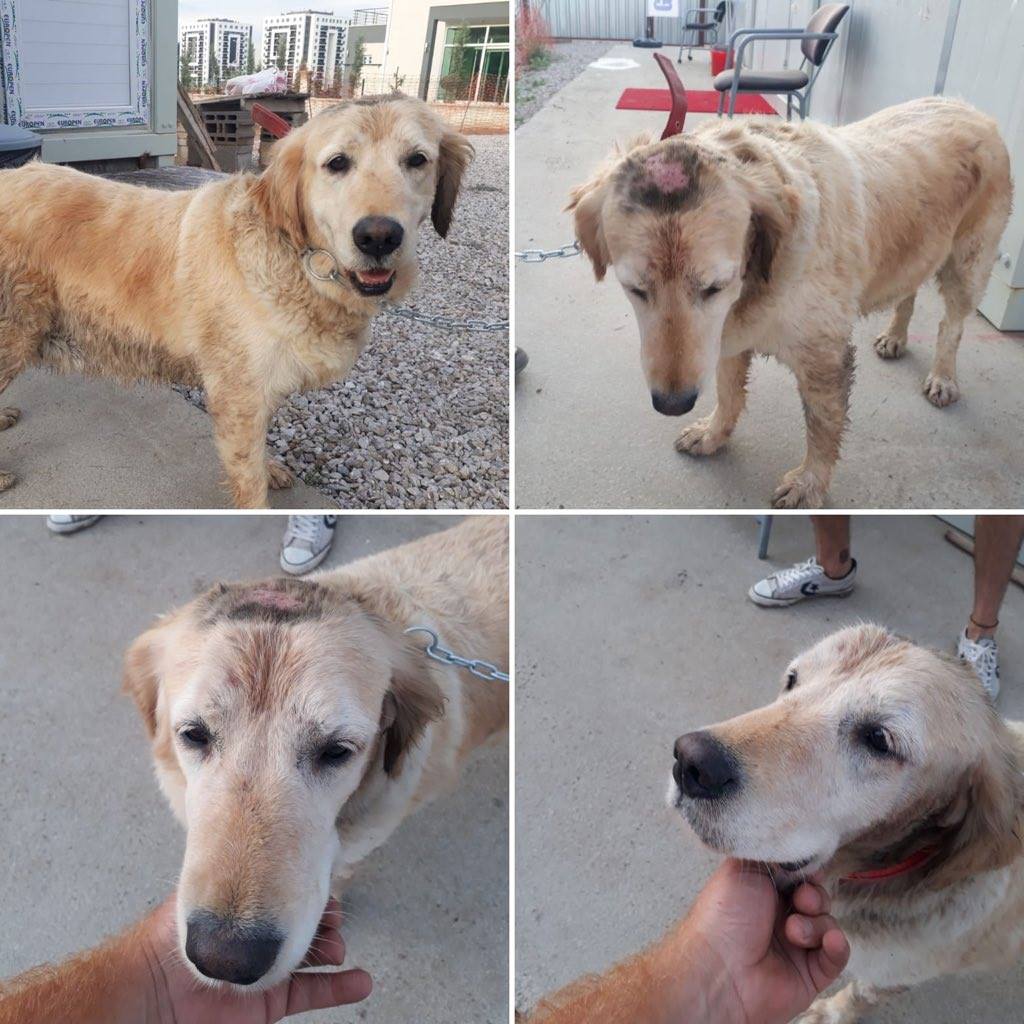 hakanozerklig's tweet photo. @kayipkopek KAYIP İLANI ANKARA-BAĞLICA Köpek inşaatta kalıyor bekçi bulmuş, dişi,kırmızı tasmalı. Her yeri yara, hali kötü, bulan şahıs yaralara yağ sürmüş, gönüllülerin alıp kliniğe götürmesine izin vermemiş. Köpeği almaya çalışıyorlar adamdan, sahibini arıyoruz.05325458998 https://t.co/0uC258ByJE