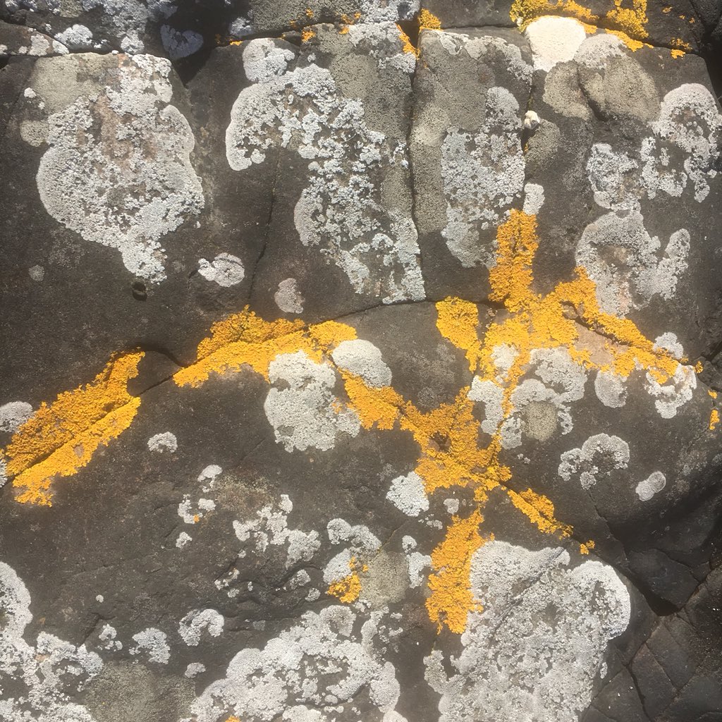 MudflatMatt's tweet photo. Lichen hunting near the @ForthBridges - Day 21 #30DaysWild https://t.co/ytf7FknvJ2