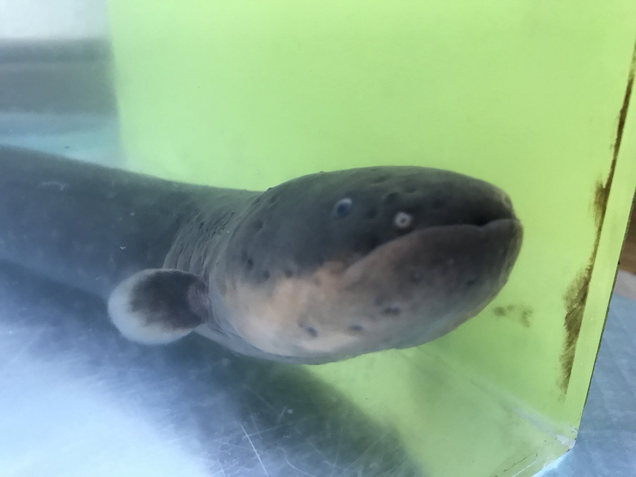 アクアリウム華 ミント Aquariumhana Twitter