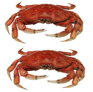 KUnavu's tweet image. Kadalunavu.com, Wholesale &amp;amp; Retail Supplier of Fresh #Sea Food in Chennai.

We Supply Premium Quality #Fishes, #Prawns, #Crabs, Chicken, Mutton &amp;amp; More #Seafoods Delivered to Your Home in Chennai.

Discounts Available. FREE Delivery. Call for Order at 1-800-300-00638.