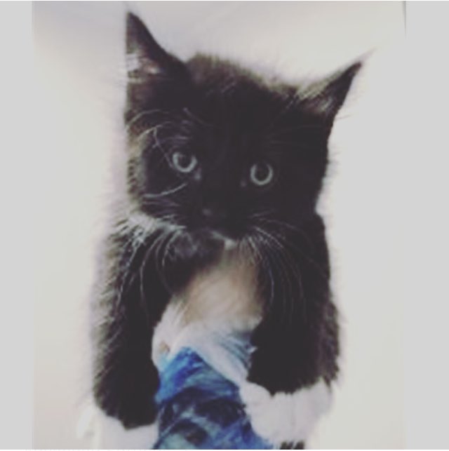 OneLittleVice's tweet photo. Earlier this week I saw an advert in @MetroUK for @CatsProtection - a cat rehoming charity. Yesterday I reserved this little bundle of joy and I’m going to pick her up tomorrow! I couldn’t be more excited ❤️ If anyone has any name suggestions then I would love to hear them 🐱 https://t.co/gbhIzFr1WS