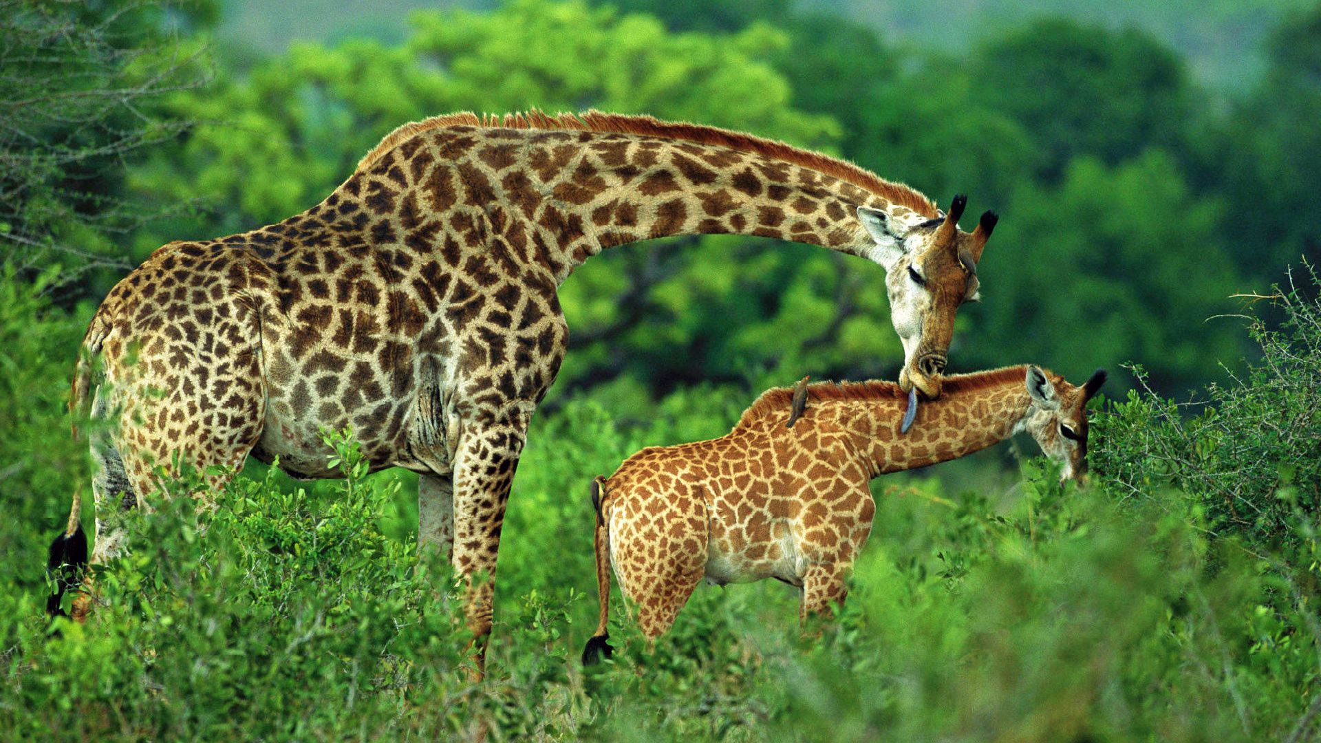 World Wildlife Day on Twitter: World Wildlife Day on Twitter: