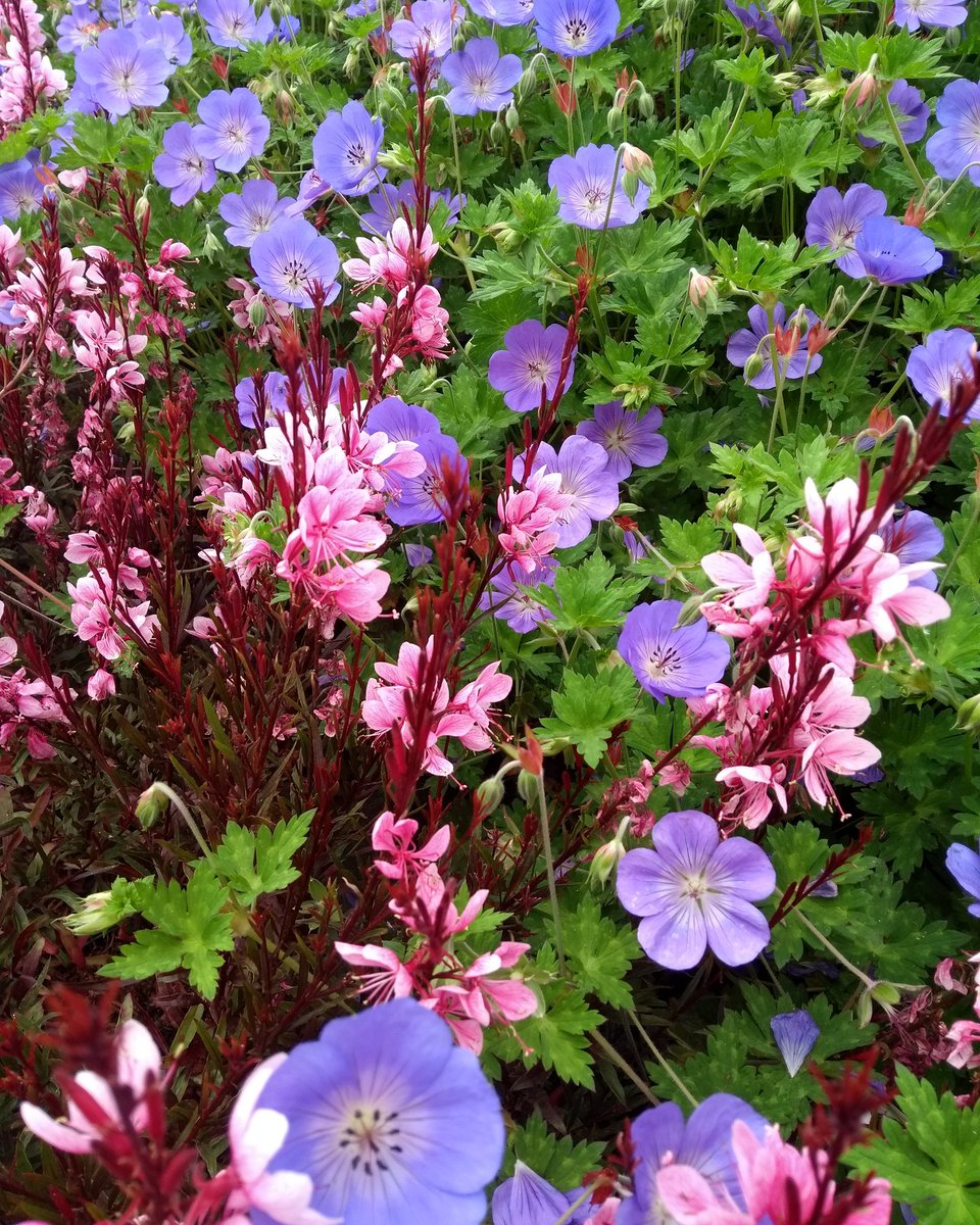 RochfordGardens's tweet photo. Geranium Rozanne with Gaura lindheimeri Passionate Blush
#gardening #landscaping #plantsof Twitter #geraniums #gaura #passionate https://t.co/c3oosQkMi6