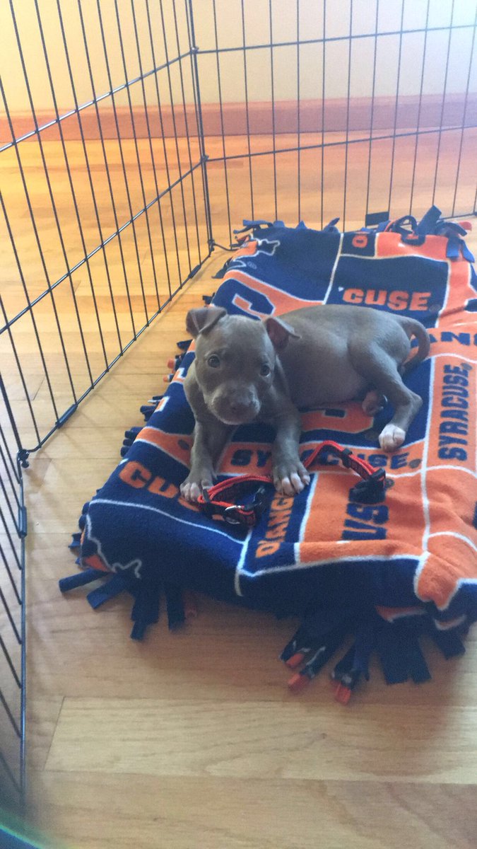 msecor10's tweet image. Our new addition to the family baby girl Cuse 🍊🧡10 weeks old pitbull ! We are in love :) #firstimedogowners #readyforthechallenge