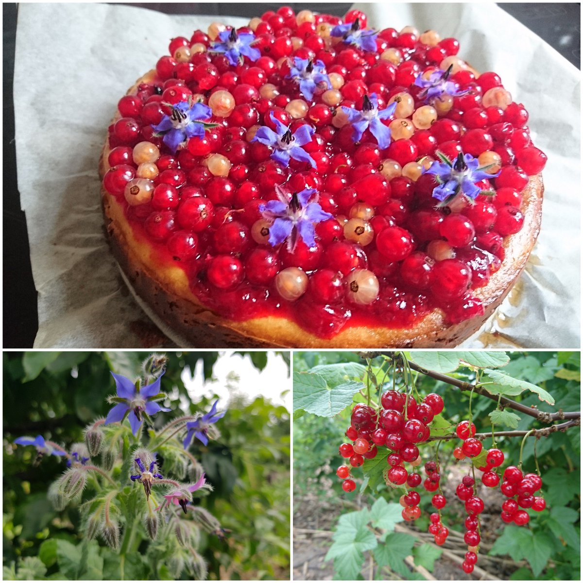Komkommerkruid kun je combineren met bijvoorbeeld (rode) bessen, beide uit eigen tuin. Leuk bijvoorbeeld voor op een cheesecake van (rode) bessen. Het recept vind je hier: bit.ly/2lrBTeB