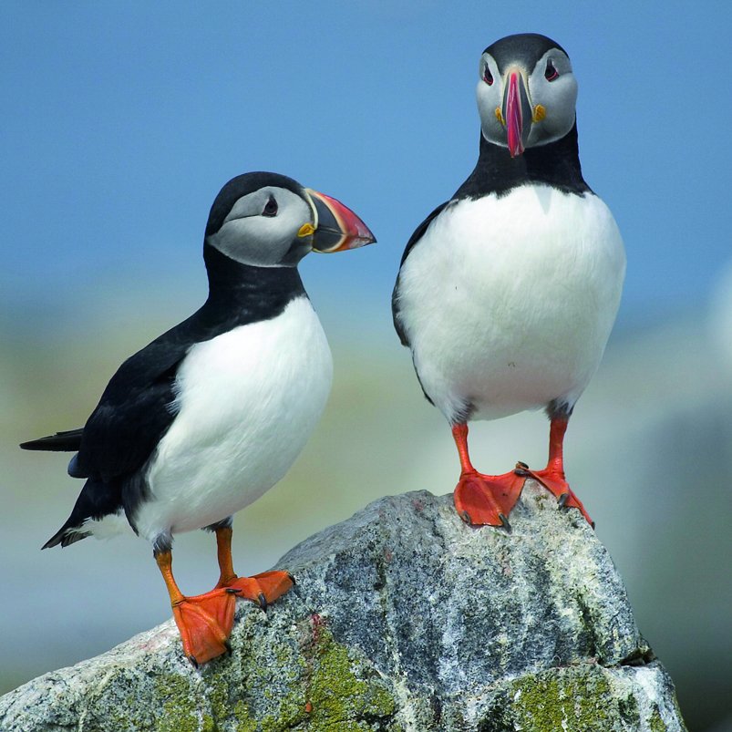 This Sunday, 24th June, there is another chance to join the <a href="/Aberdeenshire/">Aberdeenshire Council</a> Council Buchan Ranger on a drop-in session Seabird Watch at the Bullers of Buchan - part of the #Energetica Summer Festival 2018. 1-3pm, no booking required energetica.scot/festival2018