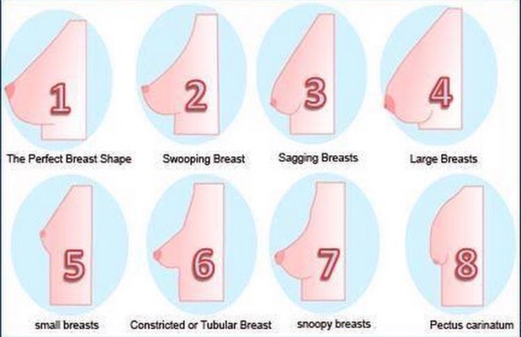 Breasts Structures And Types