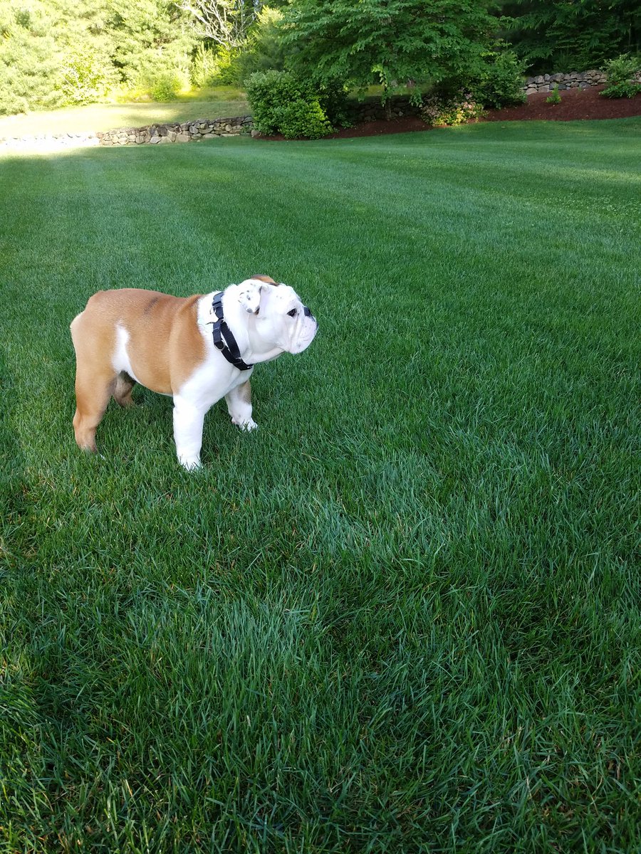BryantUprez's tweet photo. Ok Big Dawg let's get up and enjoy the first day of summer! Last orientation class today. Got to look good for my people.🐶💪 https://t.co/RbHBhxvE2Y