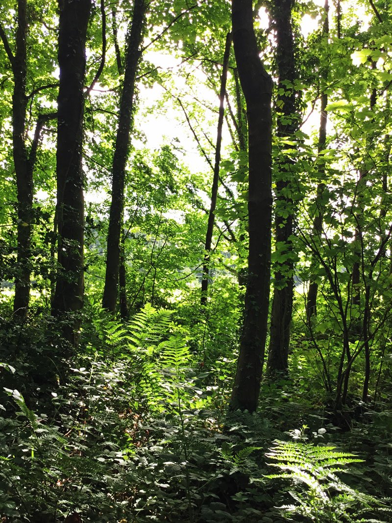 JaneImaginari's tweet photo. And into the woods I go, to lose my mind and find my soul...
@WoodlandTrust #PlasPower https://t.co/L1gFQjGjen