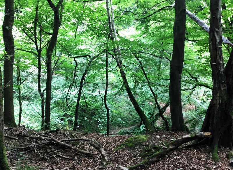 JaneImaginari's tweet photo. And into the woods I go, to lose my mind and find my soul...
@WoodlandTrust #PlasPower https://t.co/L1gFQjGjen