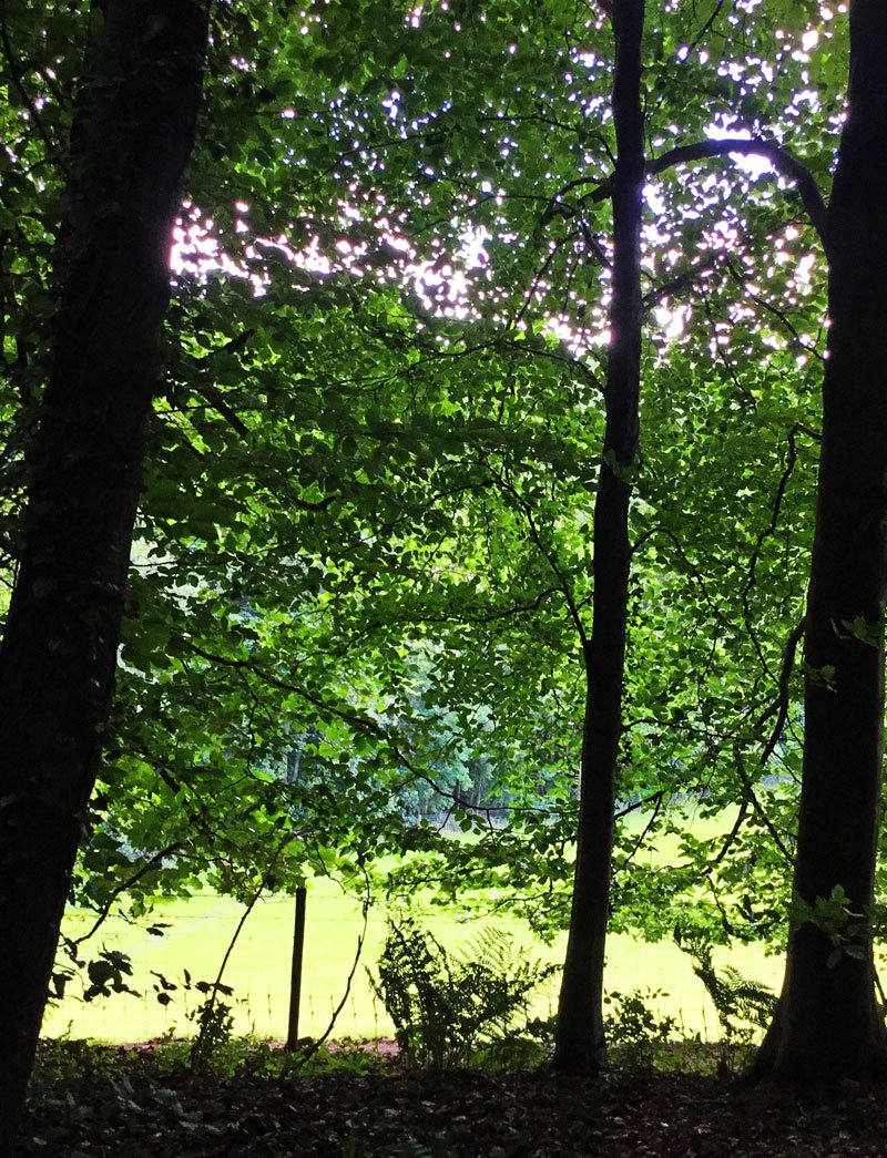 JaneImaginari's tweet photo. And into the woods I go, to lose my mind and find my soul...
@WoodlandTrust #PlasPower https://t.co/L1gFQjGjen