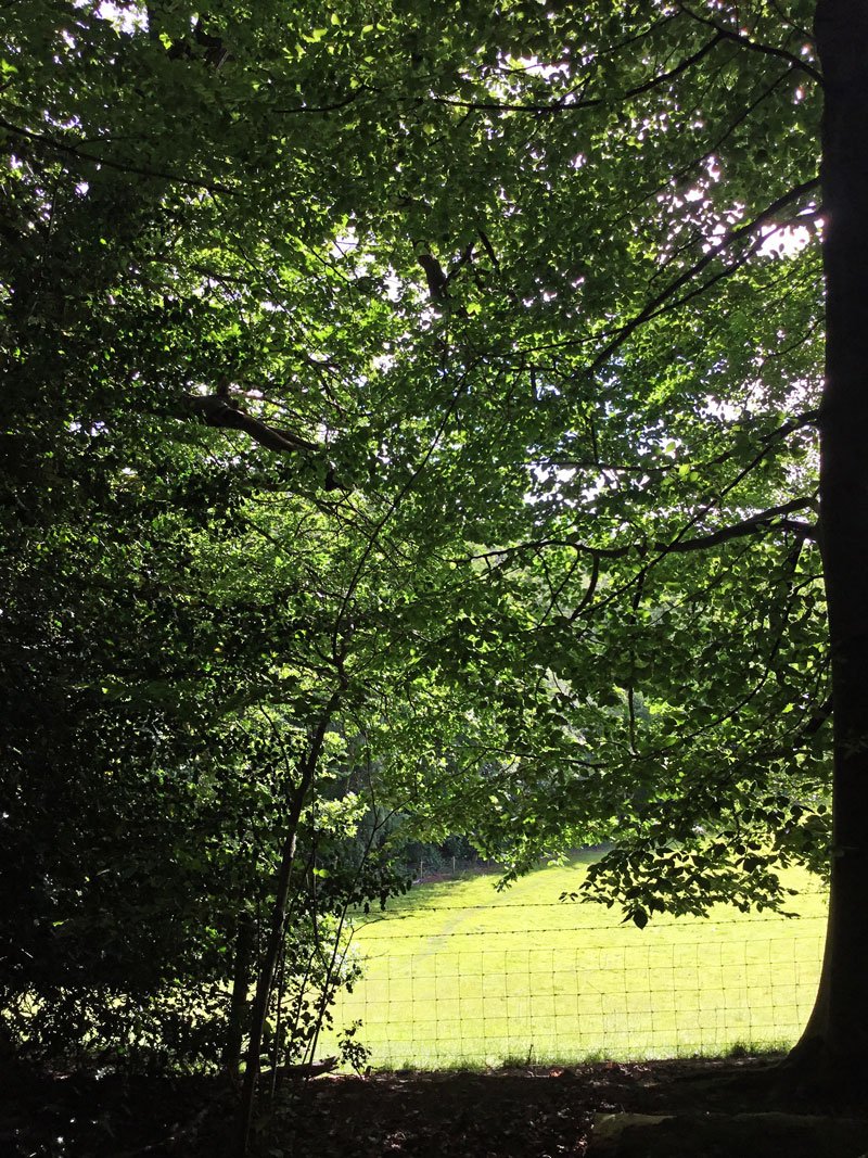 JaneImaginari's tweet photo. And into the woods I go, to lose my mind and find my soul...
@WoodlandTrust #PlasPower https://t.co/L1gFQjGjen