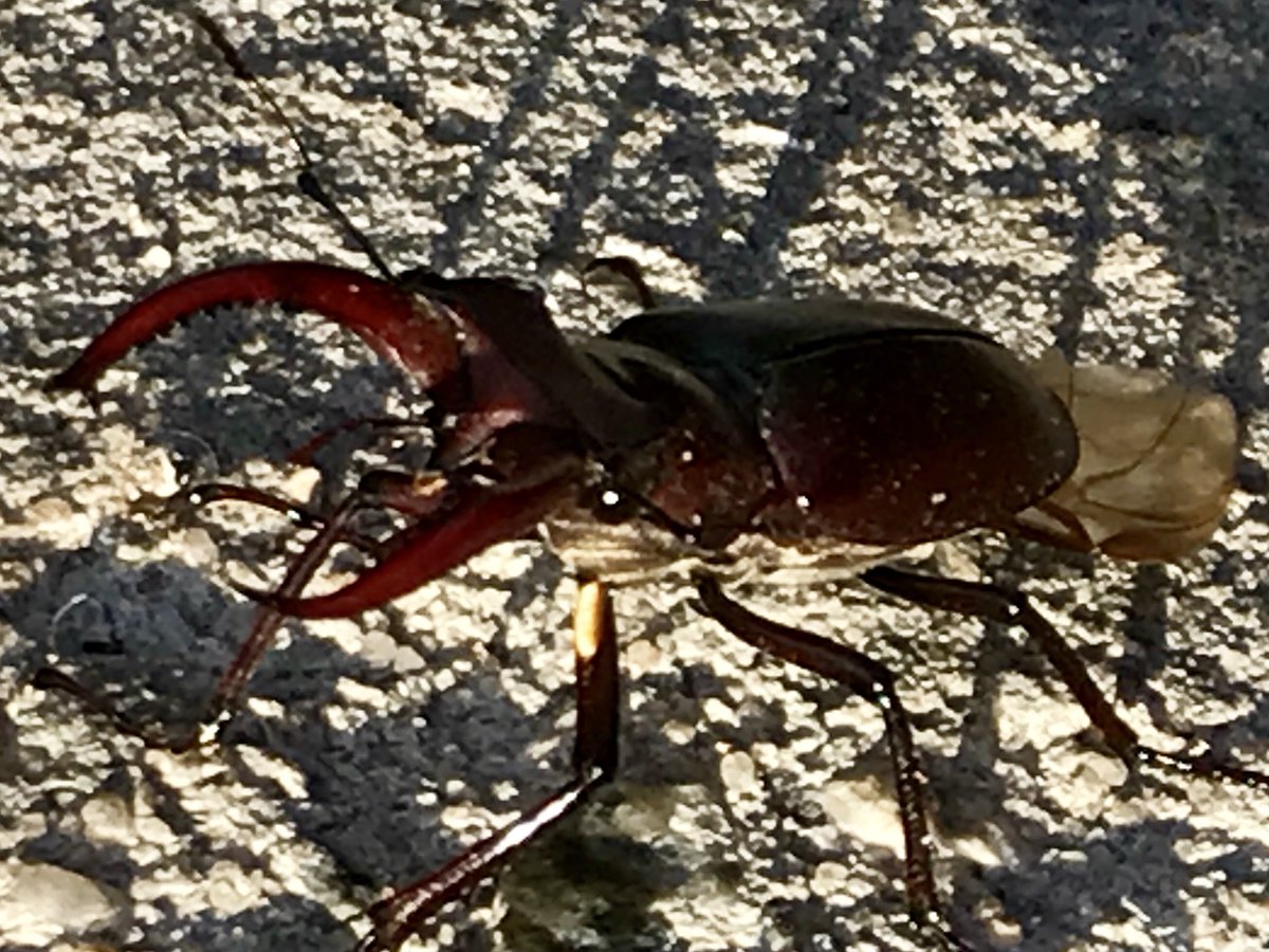 tvphotog17's tweet photo. Almost stepped on this outside in Huntersville this morning. Looks like something from Star Trek.. https://t.co/dZ8JYlKL5K