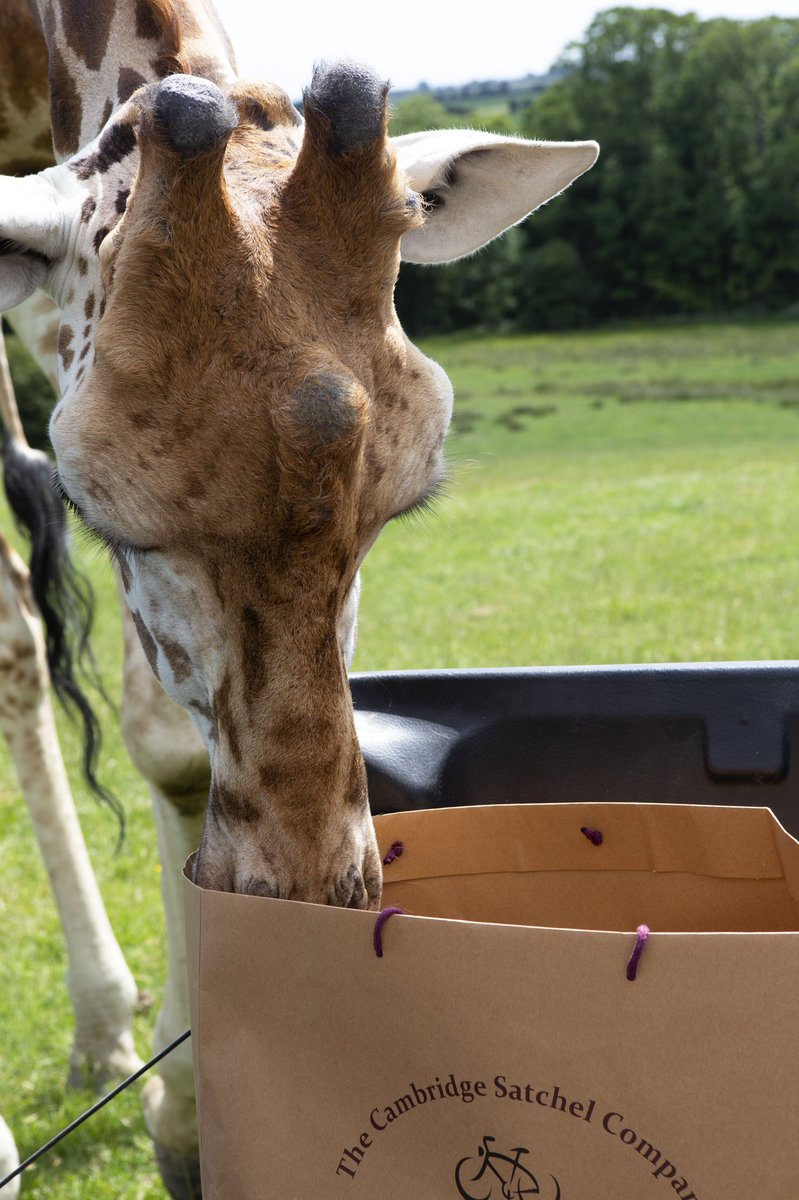 CamSatchelCo's tweet photo. To celebrate World Giraffe Day we wanted to share with you a sneaky pic of a very VERY special collaboration! Be sure to check back July 23rd and all will be revealed π¦ππ¦
#worldgiraffeday #cscspotted @AspinallCharity https://t.co/MrGhicyaE8