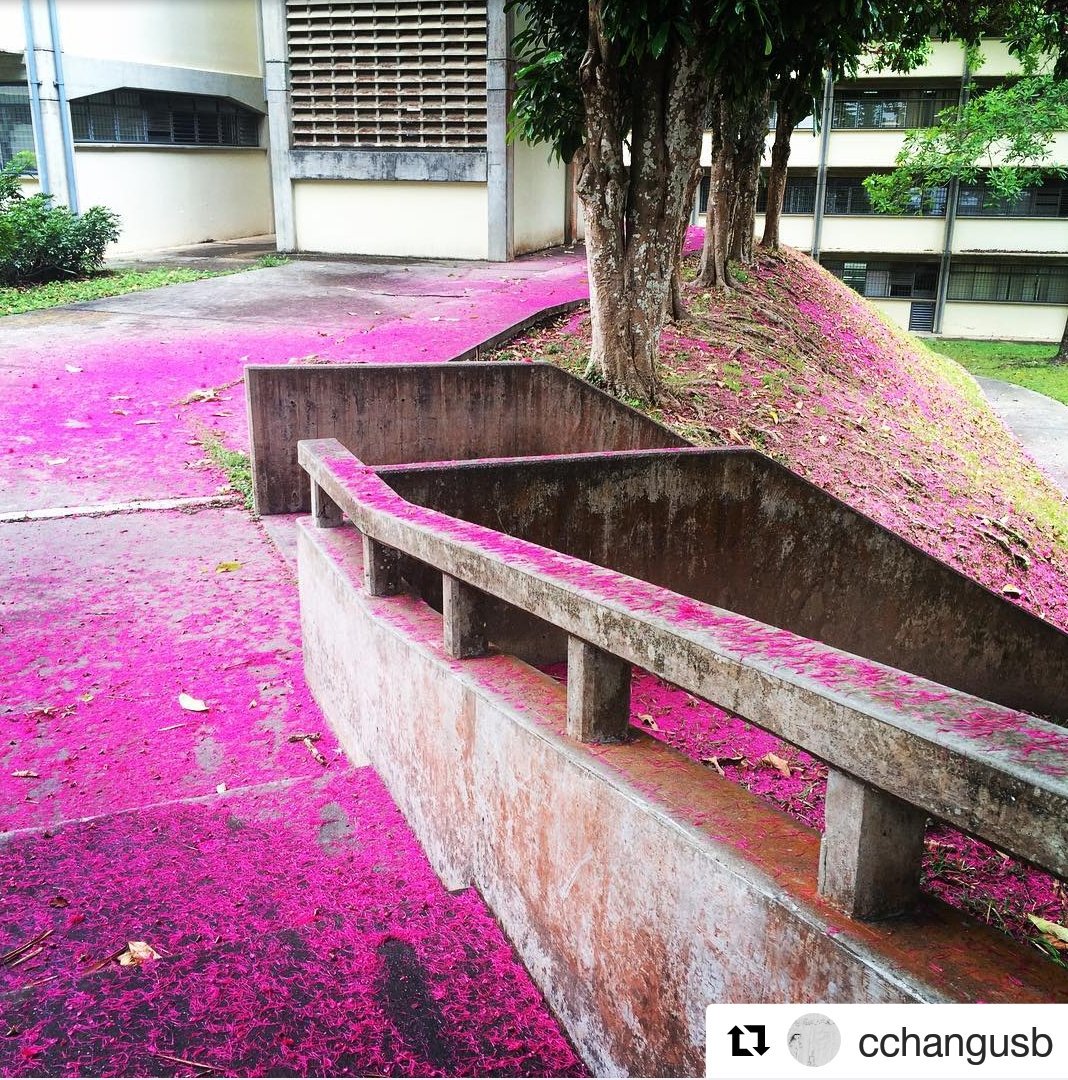 Alumn_USB's tweet photo. Hoy en #MiTBTenUSB:

 ¿Te acuerdas de estas flores cubriendo las caminerias de la #USBve?

 ¿Puedes identificar el camino? 

¿Sabes el nombre del árbol que las produce?

Foto Crédito: @cchangUSB https://t.co/79VKz4y5hl