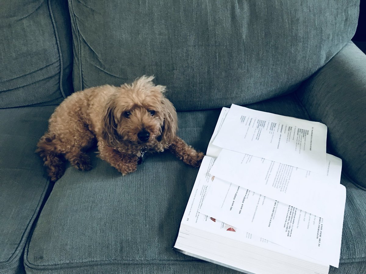 RaimBowBrite85's tweet photo. Studying is always better with a study buddy #StudyBuddy #Studying #AnatomyandPhysiology #AandP #NursingSchool #Nurse #StudentNurse #NursingStudent #NursingSchoolProblems #StudyTips #HelpWithSchool #Poodle https://t.co/56klXupJIB