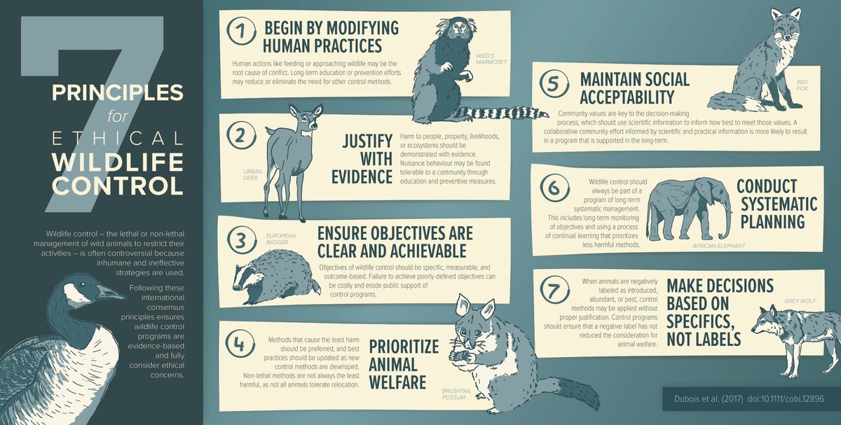 Hold animal. Hold animal. Hold animal. собака дает лапу. джек рассел собака.