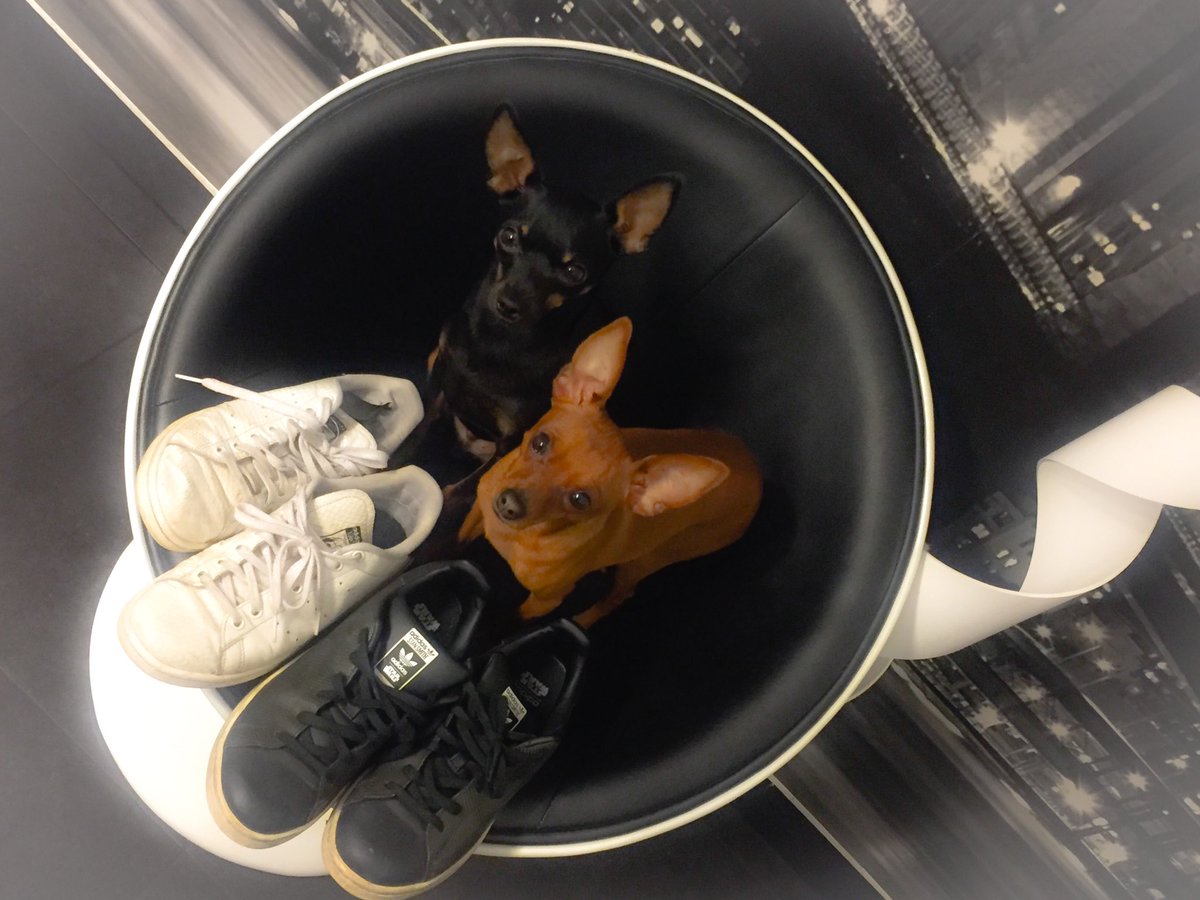 SarahShaitia's tweet photo. Les animaux encore et toujours engagés pour la journée #Tousenbaskets chez la #AXABanqueteam ! #AXACRWeek #AXAAtoutCoeur https://t.co/i8e3nfNBv9