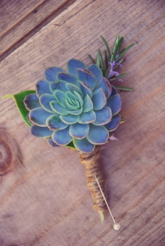 castle_isle's tweet photo. Succulents are hugely popular in the home/plant world at the moment, but would you have them in your wedding flowers? 

#succulants #weddingflowers #weddinginspo https://t.co/ghPZXgXHL8