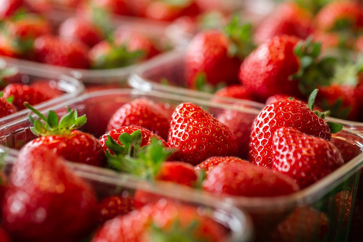 Live in/near Bury St Edmunds? Get yourself to Redcastle Strawberry Farm in Great Barton for the sweetest strawberries in Suffolk! 🍓🍓🍓

#BuyLocal #LocalFood #BuryStEdmunds #Suffolk #Strawberries 

<a href="/buryfree/">Bury Free Press</a> @BounceMagazine1 <a href="/velvetmag/">Velvet Magazine</a> <a href="/suffolkmag/">Suffolk Magazine</a> <a href="/ourburysteds/">Our Bury St Edmunds</a> RTs appreciated