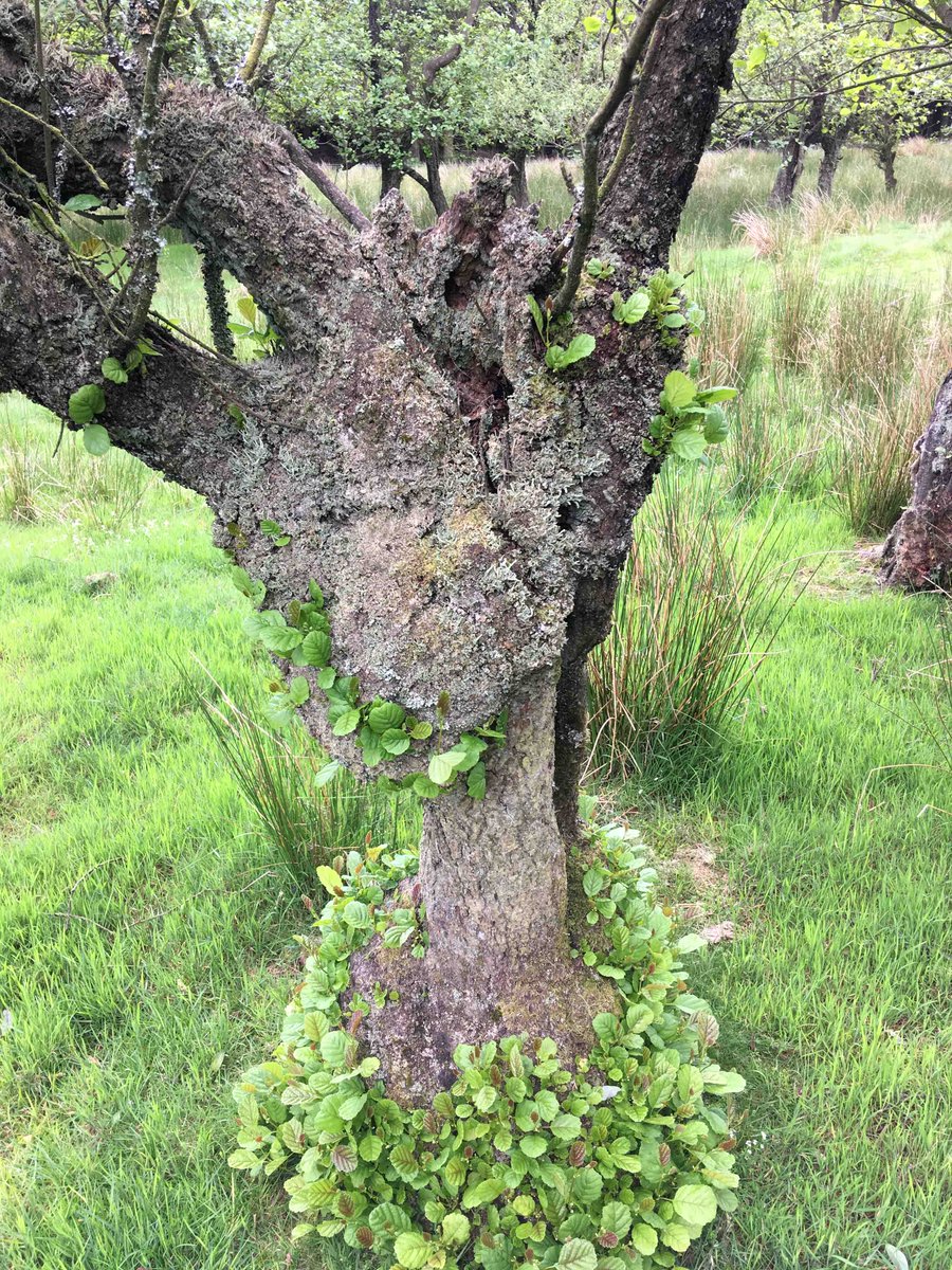 A veteran alder #tree with lichens in #SouthShropshire. #veterantrees
@AncientTreesATF @TheTreeCouncil @treesgroup