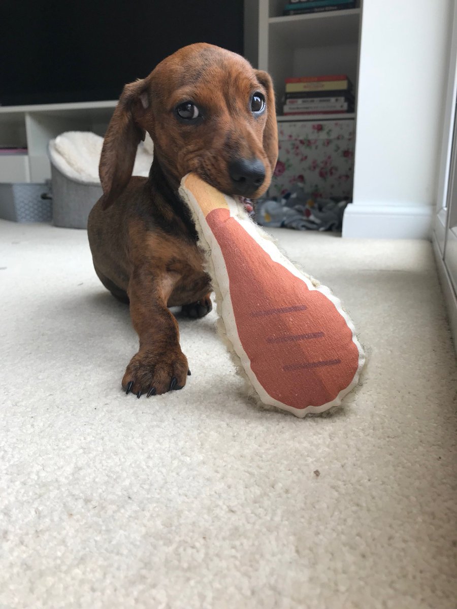 LovePurpleBone's tweet photo. 50% OFF (nearly all) our range!! Thanks for the kind words! "★★★★★ Perfect, thank you!" Samantha T. https://t.co/KLyLjix9ns #etsy #pets #toy #smalldogtoy #dogtoy #puppytoy #canvastoy #chickentoy #drumsticktoy #homemadetoy https://t.co/11q3CTrT8B