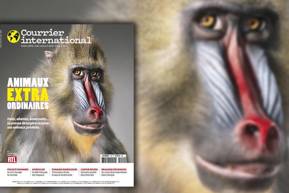 courrierinter's tweet photo. Retrouvez dès aujourd'hui, en kiosque et sur notre site Internet, le hors-série "Animaux extraordinaires"  🐾 https://t.co/5Zz1IHzay3 https://t.co/DDcCS98OuH