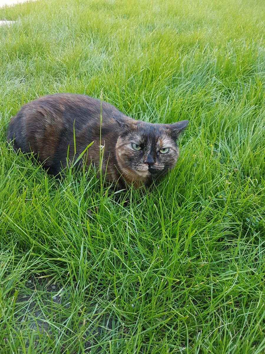MrsMMagoo's tweet photo. Stoner cat. https://t.co/rFyM33oBIv